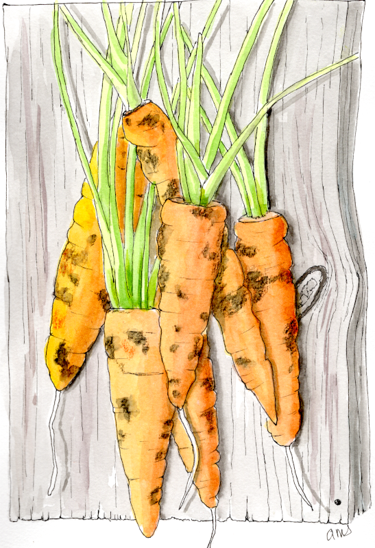 20251008Sk10 Carrots on a Board (WDE).png
