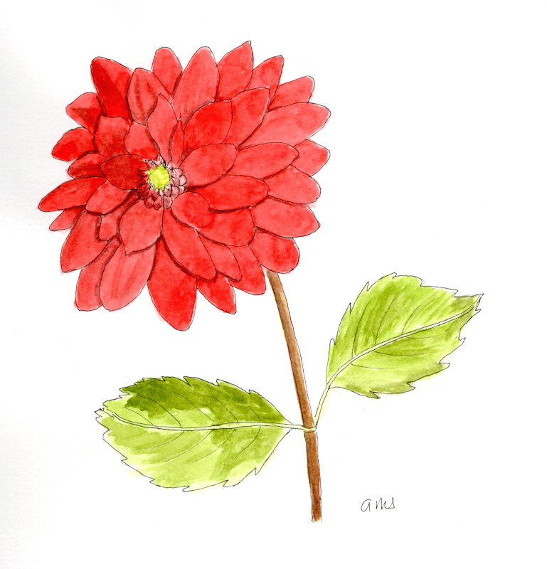 20251013Sk10 Dahlia (WDE).png