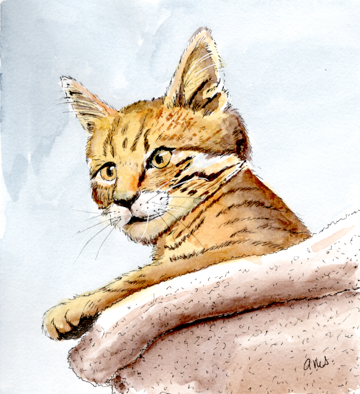 20251102Sk10 Puss in a Boot (WDE).png