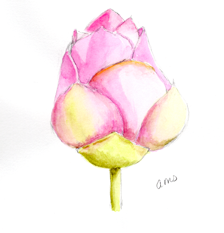 20260102Sk10 Lotus Bud (PP).png