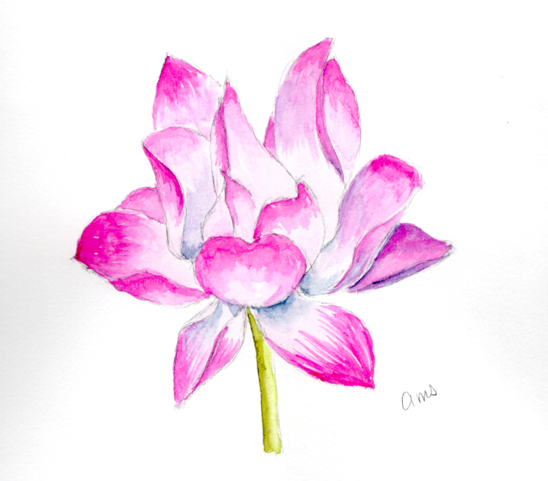 20260104Sk10 Lotus Bloom (PP).png