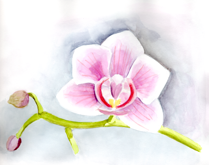 20260205Sk10 Orchid (WDE).png