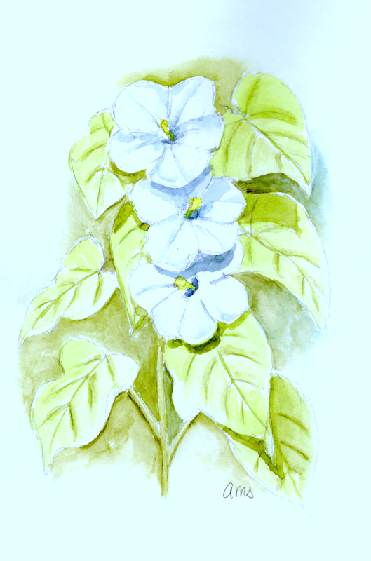 20260227Sk10 Wild Bindweed (WDE).png