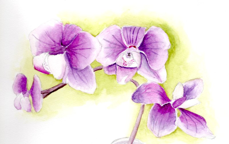 20260305Sk10b Maureen's Orchid (WDE).png