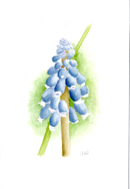 20260314 Grape Hyacinth (PP, 5x7 Arches).png