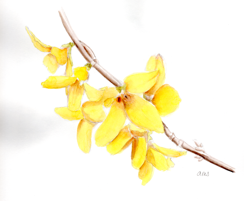 20260318Sk10 Forsythia (WDE).png