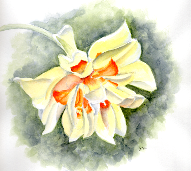 20260321Sk10 Double Daffodil (PP).png