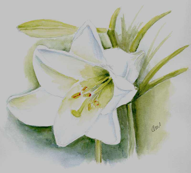 20260327Sk10 Lily (WDE).png