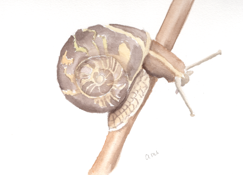 20260407Sk11 Snail (WDE).png