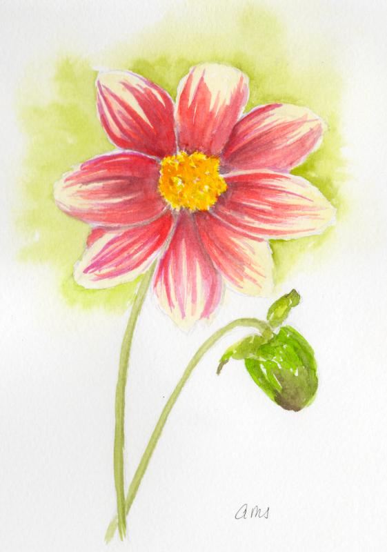 20260408Sk11 Dahlia (WDE).png