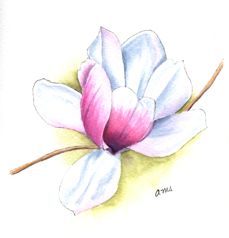 20260414Sk11 Magnolia (WDE).png