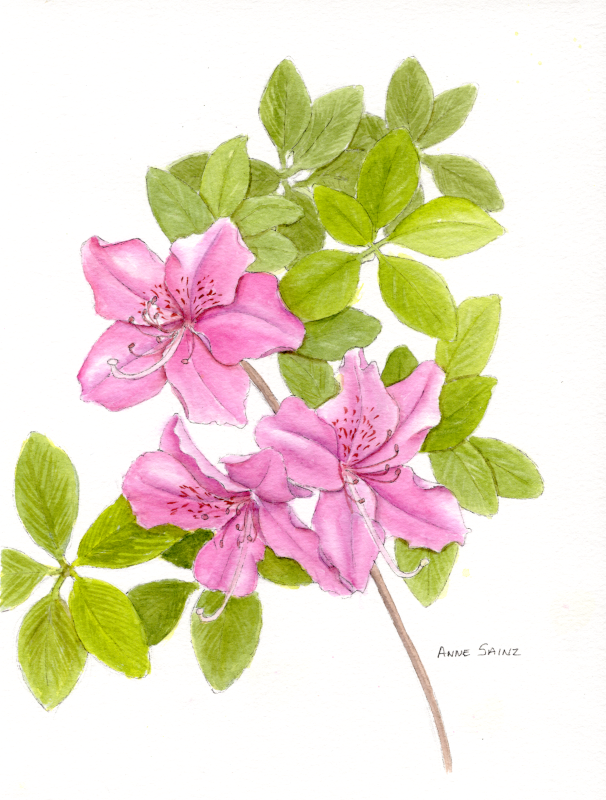 20260420 Azalea Blossoms (HWS Member Show).png