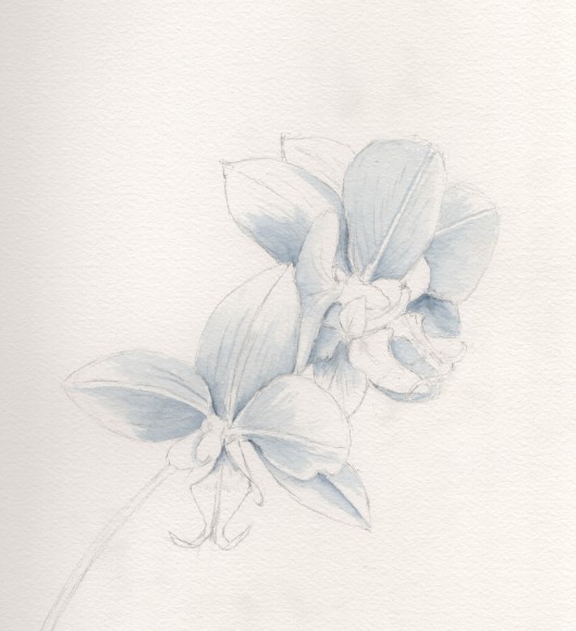 20260427 Orchid Underpainting (PP).jpg