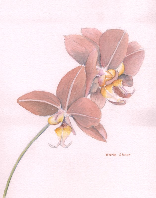 20260428 Orchid (PP).jpg