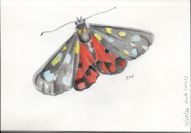 20260429Sk11 Moth (WDE).jpg