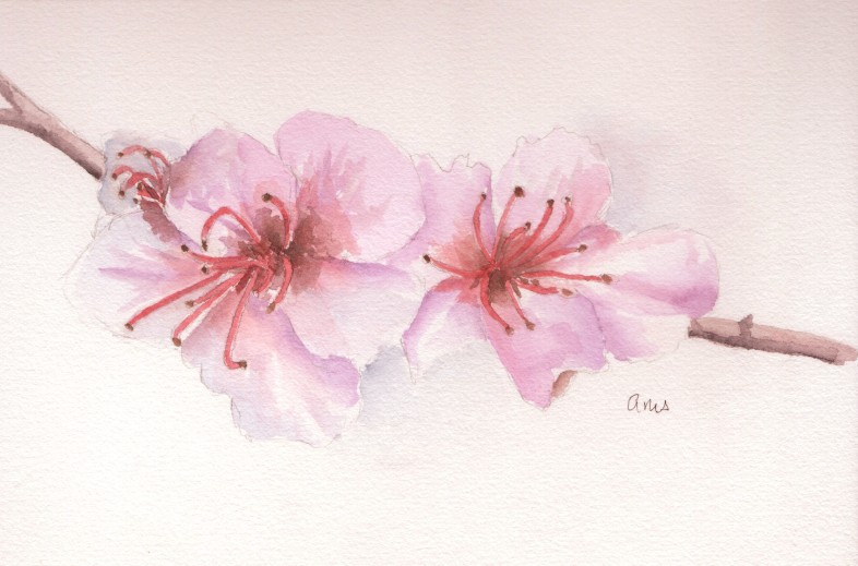20260503Sk11 Cherry Blossoms (WDE).jpg