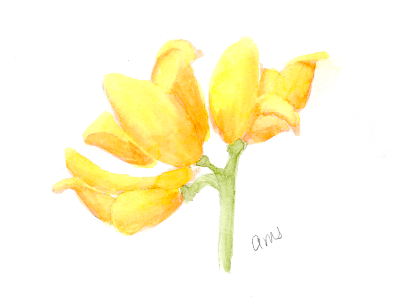 29260228Sk10 Yellow Wild Flower (PP).png