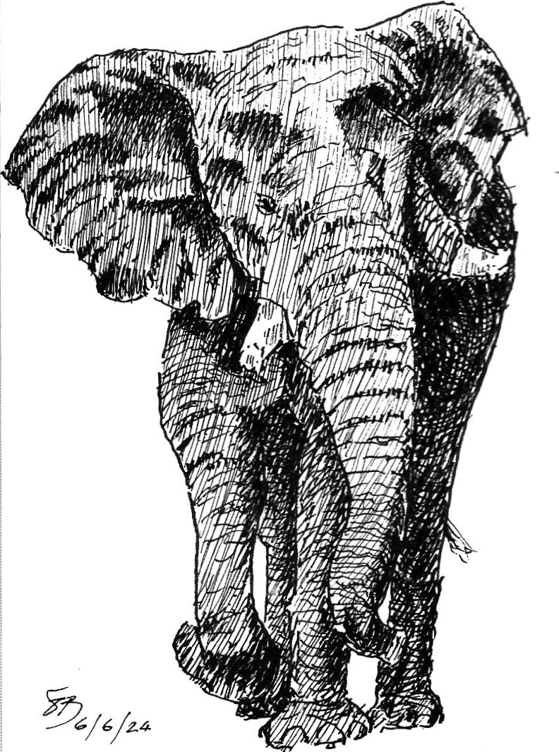 African Elephant.jpg