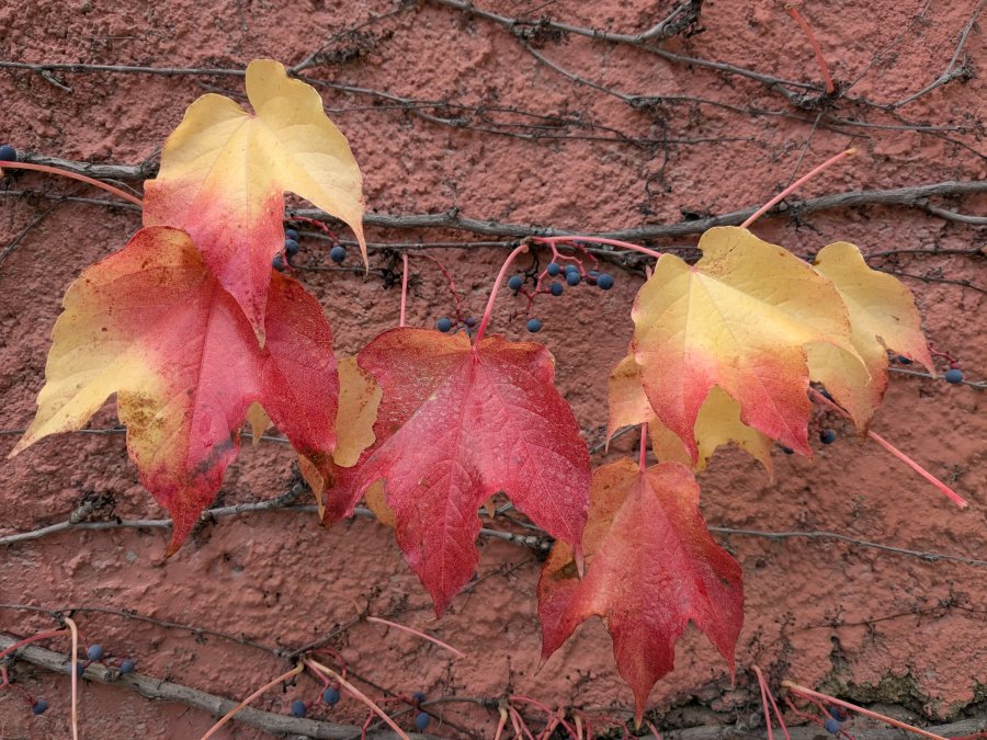 autumn-leaves.jpg