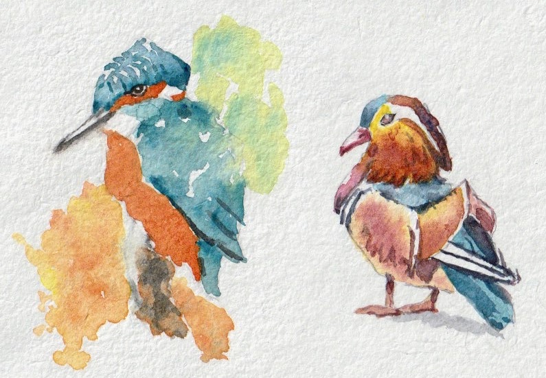 Birds.jpeg