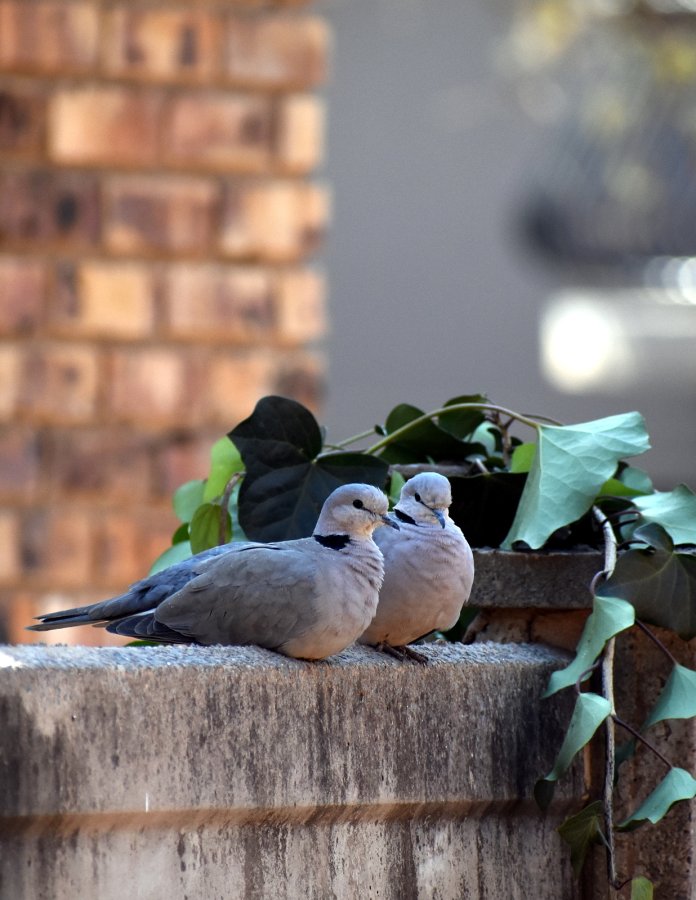 cape_turtle_doves_dsc_0371_by_brianvds_ddfa6v4.jpg