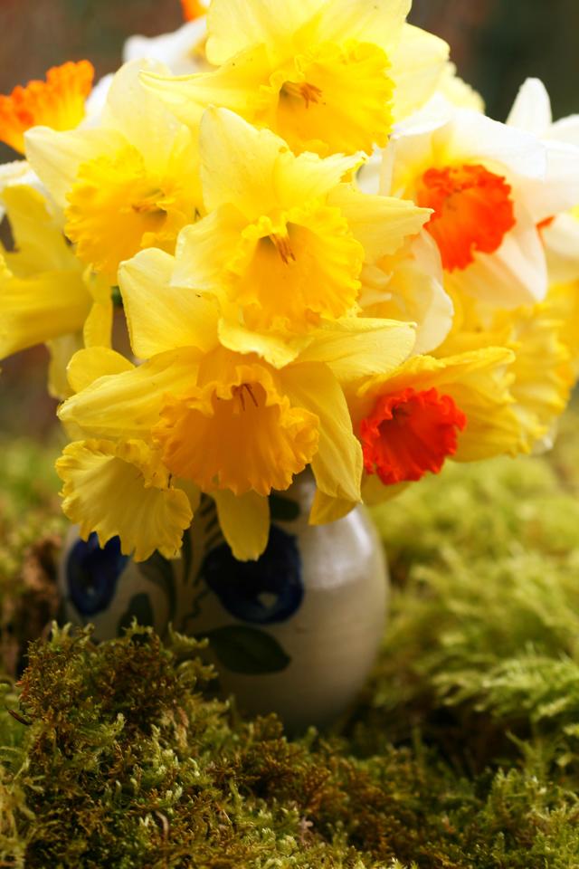 daffodils in vase.jpg