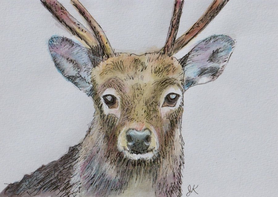 Deer.jpeg