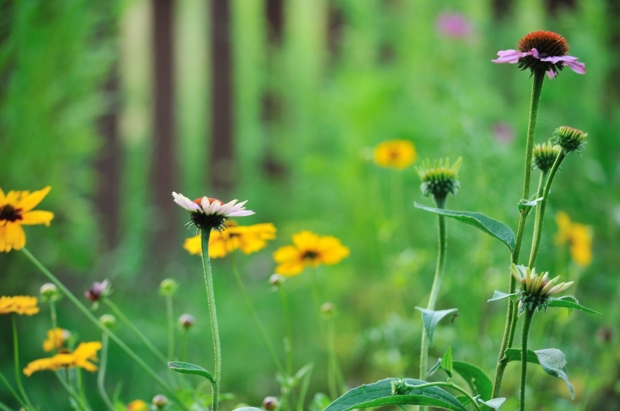 garden flowers.jpg