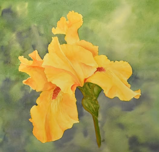 Iris.jpg