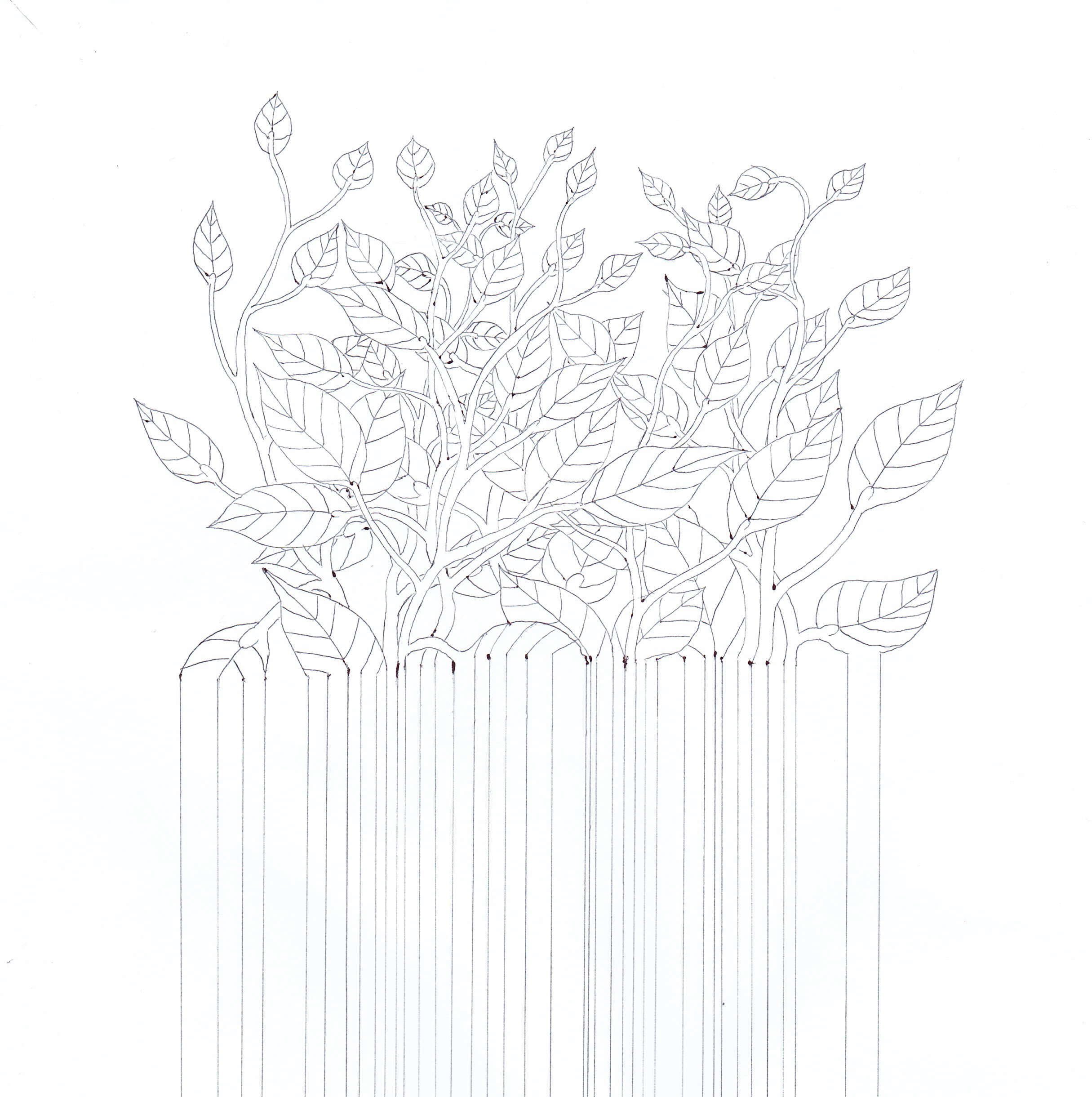 LEAVES AND LINES.jpg