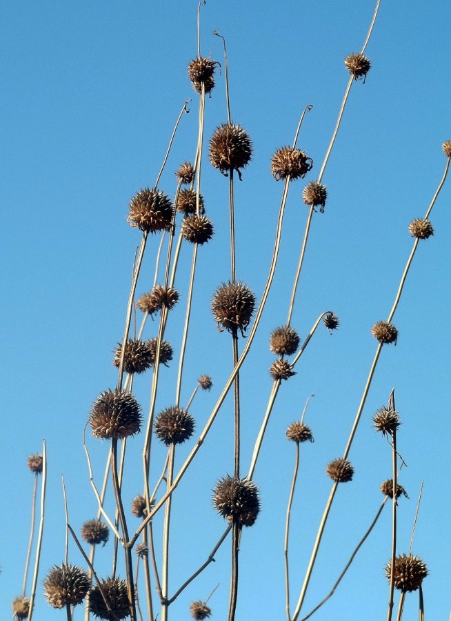 leonotis_seed_heads_by_brianvds_dcq2prp.jpg