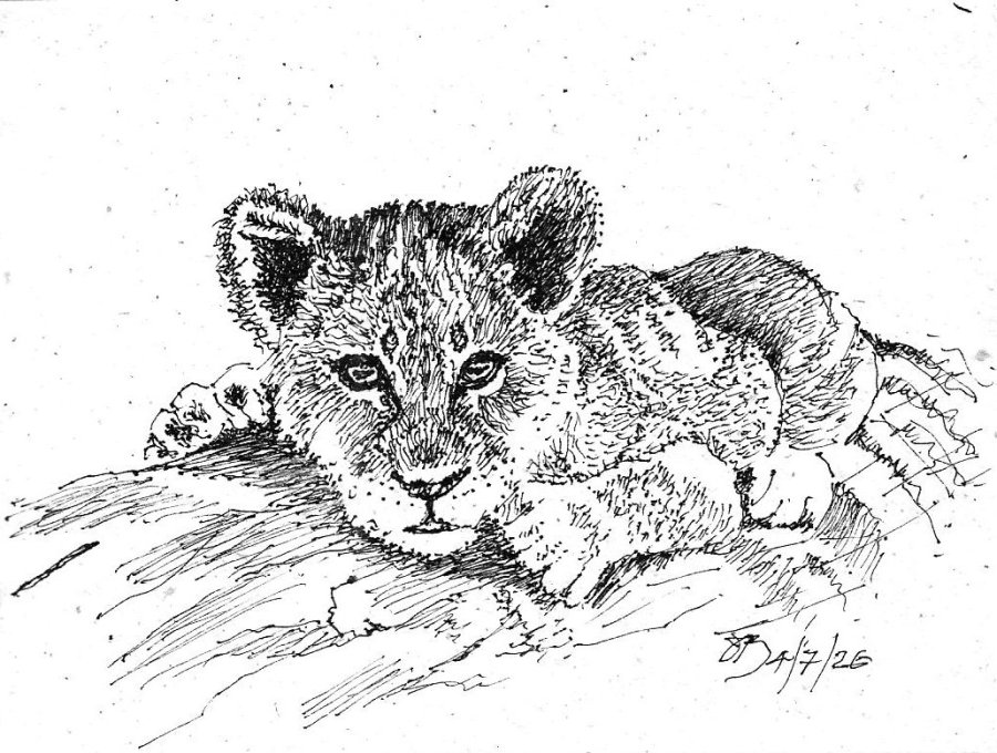 Lion Cub.jpg