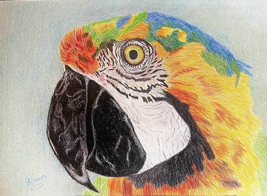 Macaw 9x12 colored pencil bristol.jpg