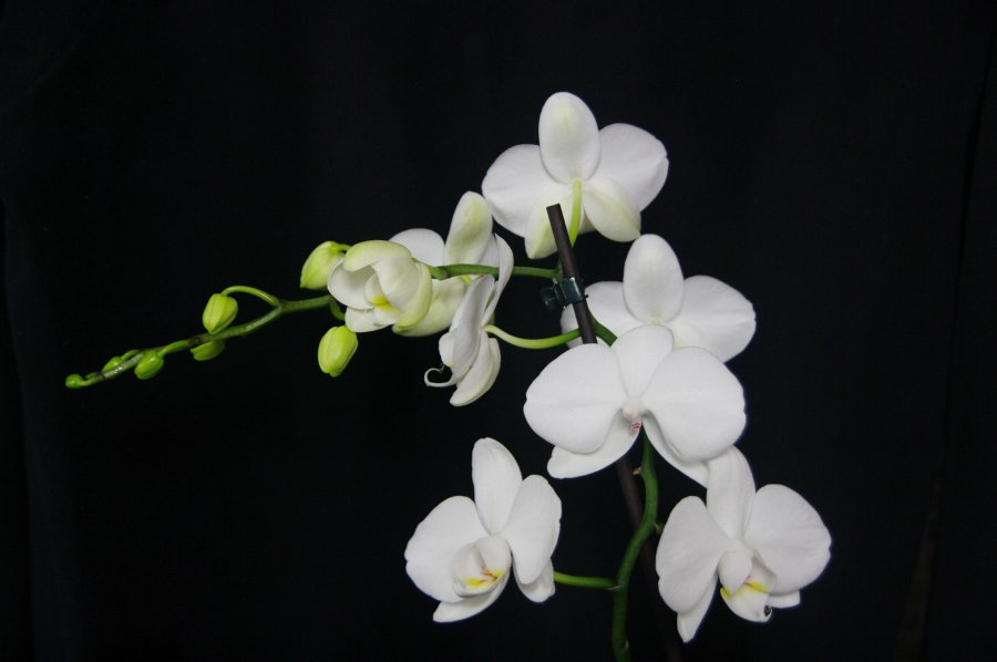 orchids.jpg