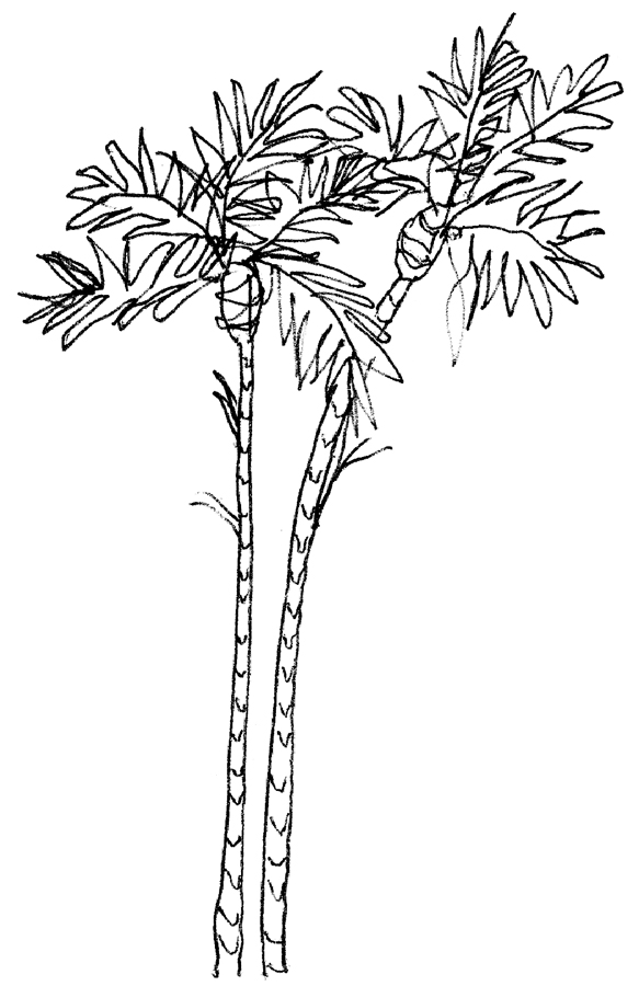 palmtrees.jpg