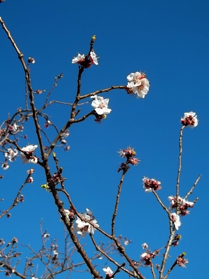 peach_blossoms_by_brianvds_dbja5ue.jpg