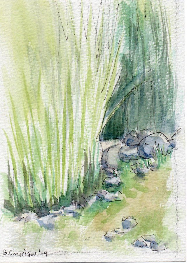 portola vineyards pond watercolor 2019.jpg