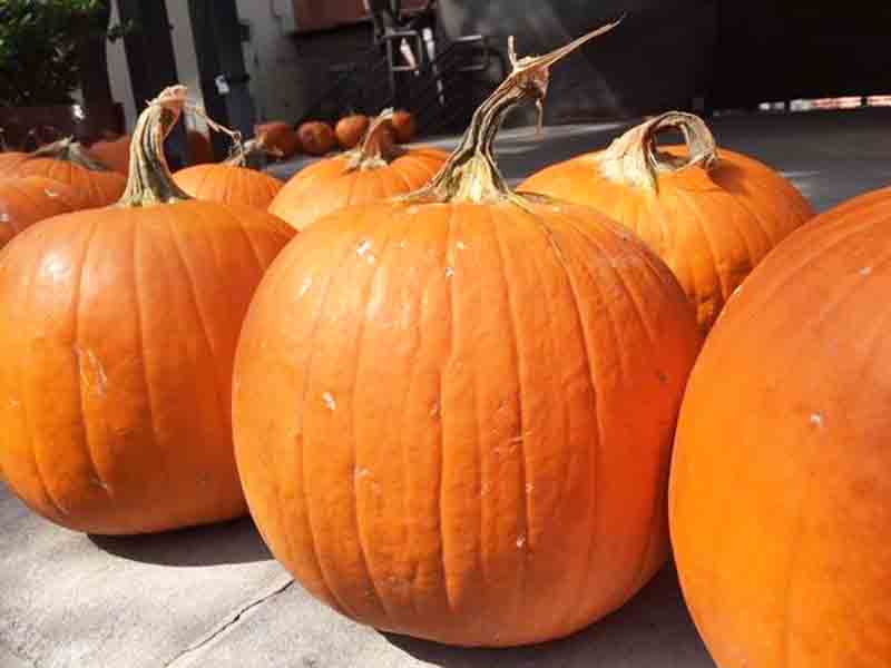 Pumpkins800.jpg