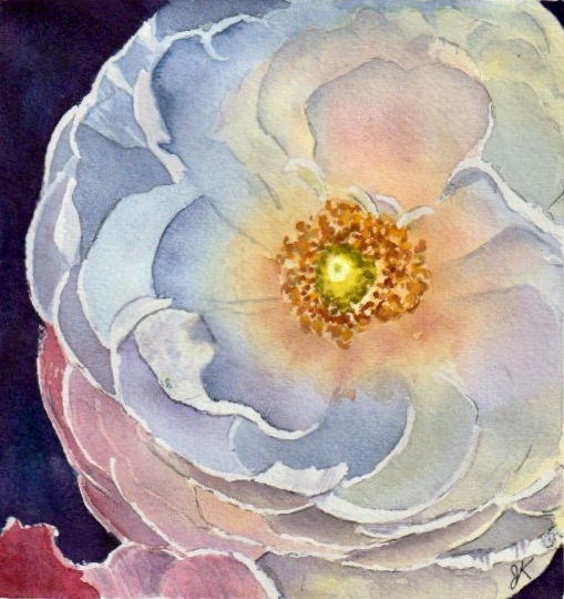 Ranunculus.jpeg