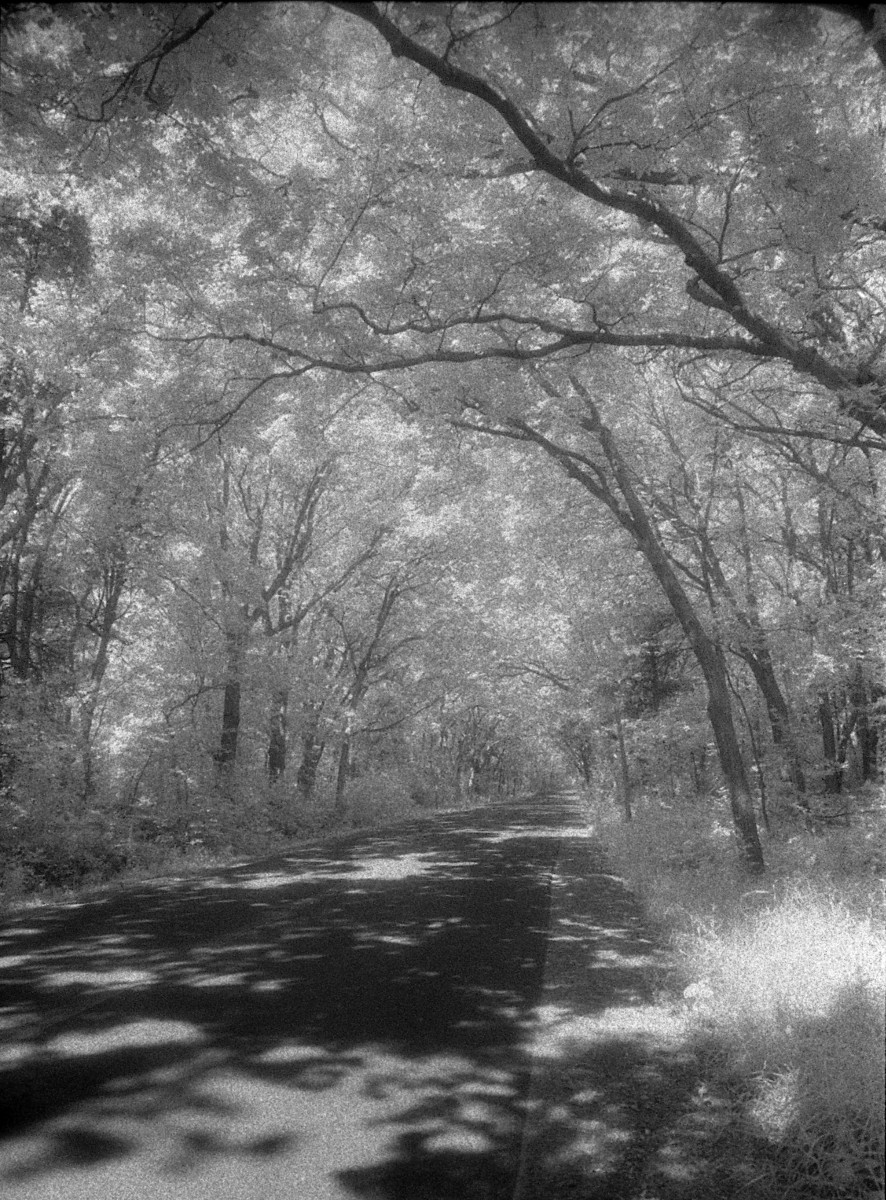 Road to Point Pelee B&W.jpg