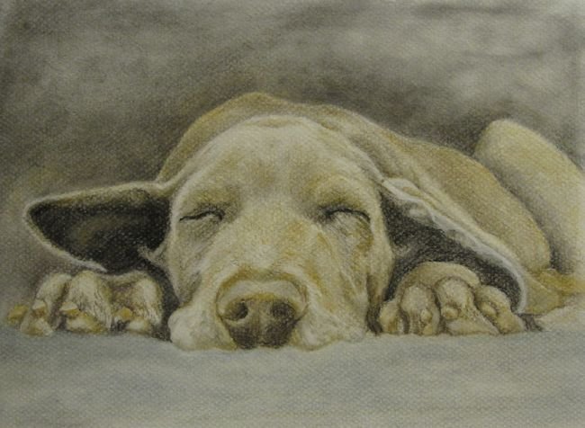 snoozingDog.jpg