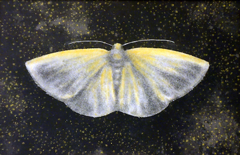 space-moth 2 copy.jpg