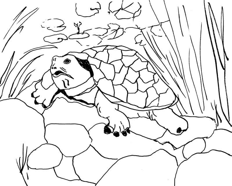 turtle ink sketch.jpg