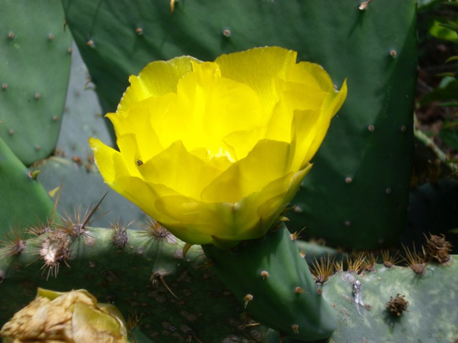 yellow-cactus.jpg