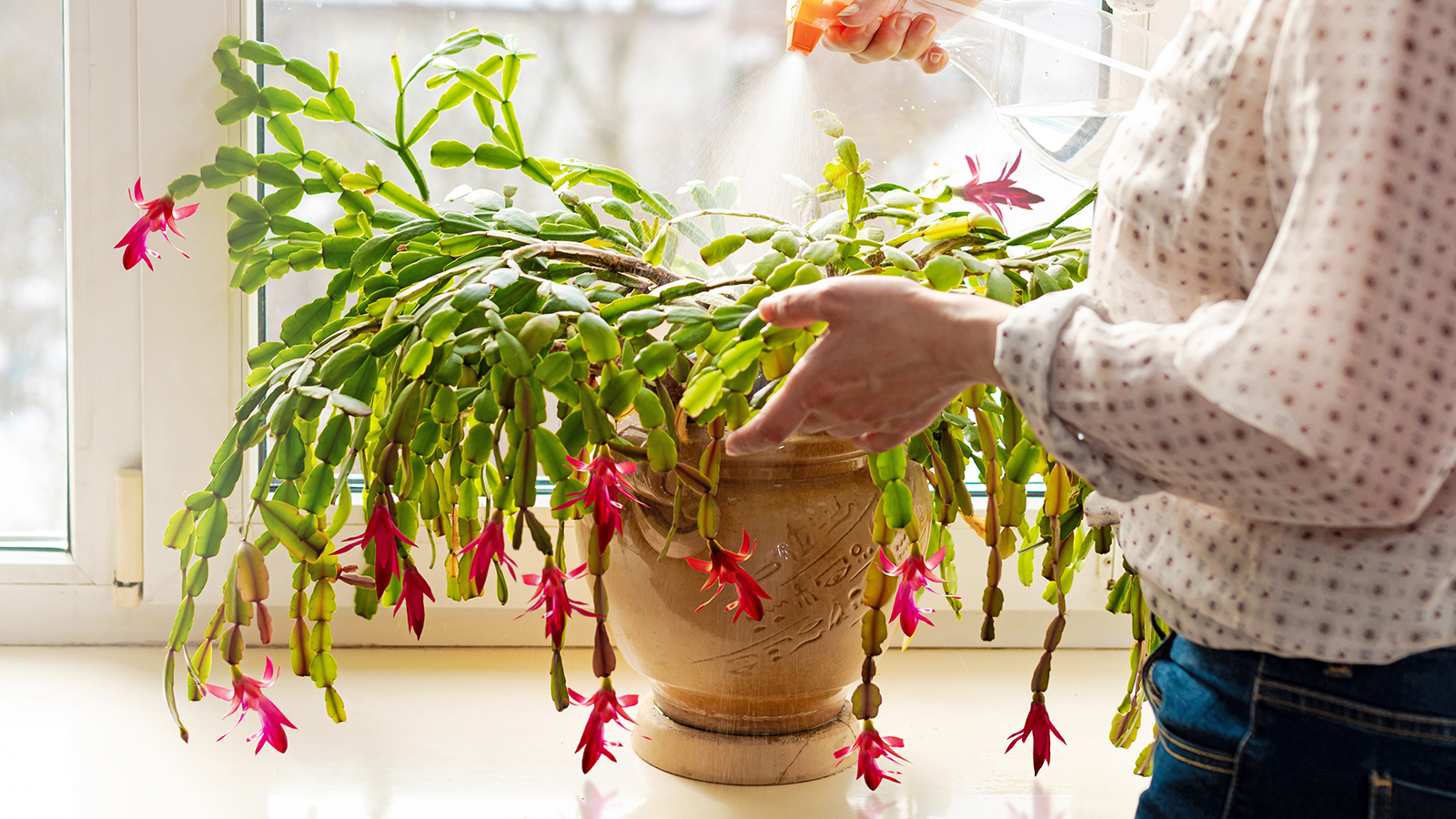 www.gardeningknowhow.com